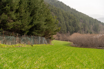 green plain of the field in the mountain