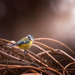 Parus caeruleus, or Cyanistes caeruleus, the yellow-blue tit sits on a branch.