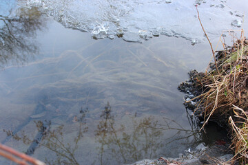 roots along the ice on river