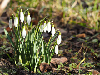 close bush of snowdrops in the garden on a sunny day
