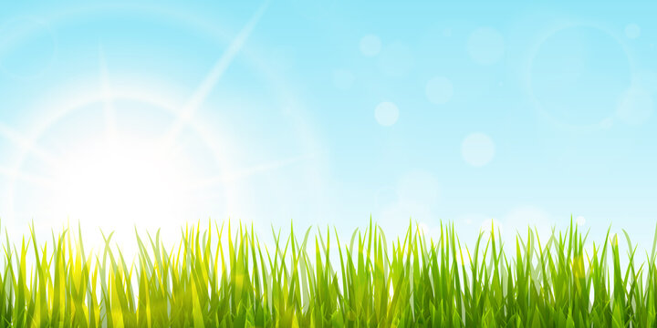 spring grass and sunlight panorama background