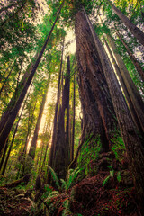 Under the Redwoods, Redwoods National and State Parks, California
