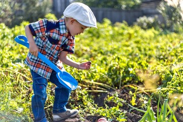 a small child in the garden digs potatoes