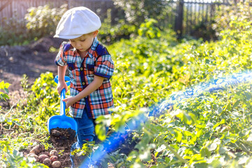 a small child in the garden digs potatoes