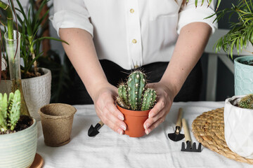 Woman is transplanting plant into new pot at home. Gardener transplant plant. Gardener transplant cactus