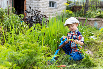 a small child in the garden digs a crop of vegetables and carrots