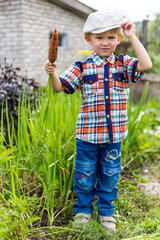 a small child in the garden digs a crop of vegetables and carrots