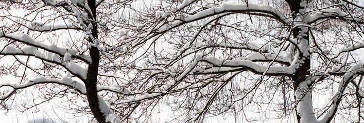 Snow-covered trees branches, nature scenery with white snow and cold weather. Frosty and sunny