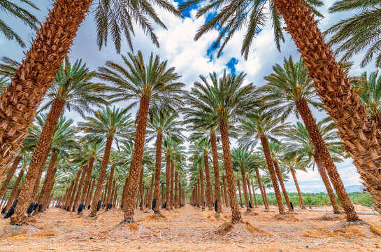 Plantation of date palms for healthy food production, image depicts agriculture industry in the Middle East. 