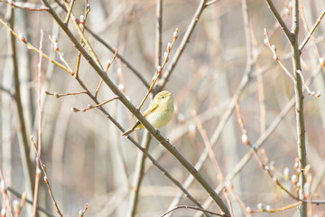 A leaf warbler perched among the branches of some riverside bushes. Taken in Burgos, Spain, in February 2021