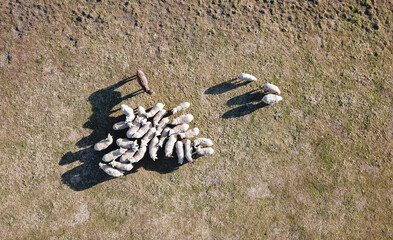 Fototapeta premium Aerial view of grazing sheep flock and donkey on field
