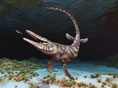 Mosasaurier Tylosaurus