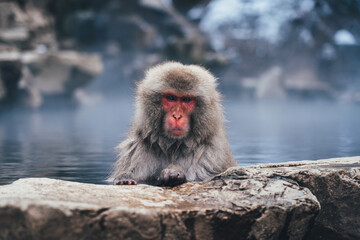 Snow Monkey in Hot Spring　地獄谷の猿　Japanese Macaques
