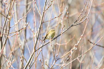 A leaf warbler perched among the branches of some riverside bushes. Taken in Burgos, Spain, in February 2021