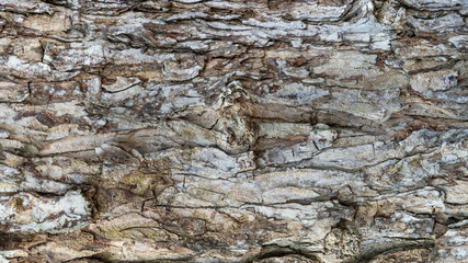 Tropical Texture: Abstract Rain Tree bark detail banner