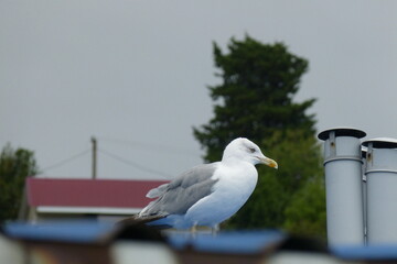seagull on the pier