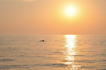 Dolphin's fin over the water surface on the sunset.