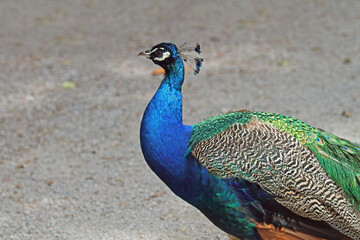 Fototapeta premium Pfau