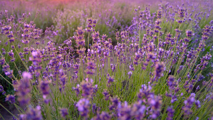 The field with lavender flowers. Closeup photo.