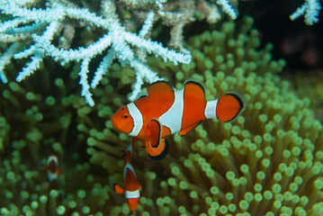 anemon fish and coral textures and background, Philippines underwater...