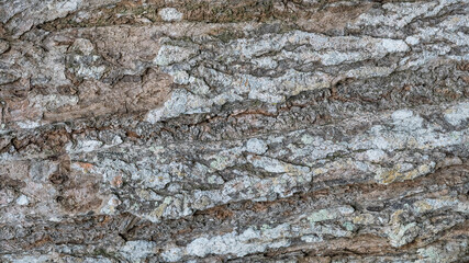 Obraz na płótnie Canvas Tropical Texture: Abstract Tree bark detail banner