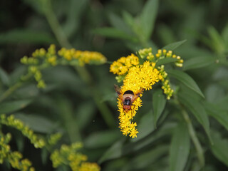 Goldrute mit Schwebfliege