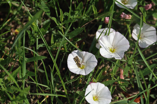 Ackerwinde mit Falter