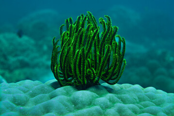 Coral textures and background, Philippines underwater...