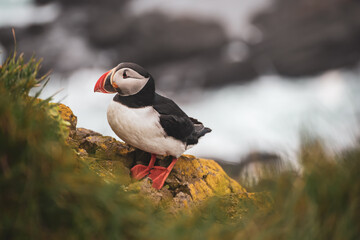 Single atlantic puffin