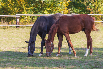 Obraz premium A brown and black horse grazes in a corral on a green field.