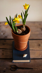 Spring flowers yellow daffodils in the pots are stand on the old table against white wall.spring,easter background