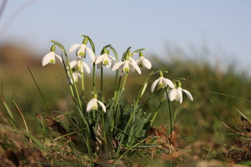 Fototapeta premium The beautiful snowdrop flower dissolves in the spring