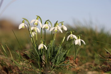 The beautiful snowdrop flower dissolves in the spring