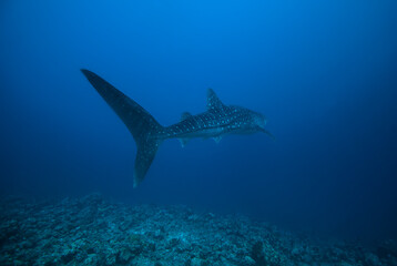 Whale Shark very near looking at you underwater in Maldives.