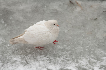 City pigeons sitting under the snow at cloudy winter day, nature and wild life