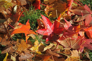 Herbstlaub