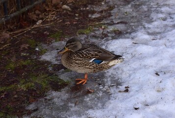 duck in the water