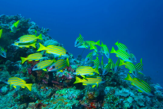 Coral reefs and shoals of fish in the Maldives.