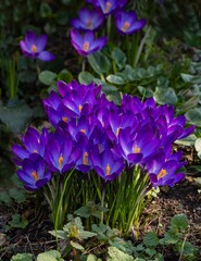 Purple crocuses Ruby Giant on blurred background of green leaves of plants. Collected focus. Close-up. Landscaped spring garden. Clear sunny day. Natural green background. Nature concept for design.