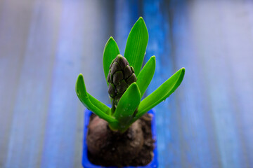 hyacinth buds in raindrops as garden and home decoration, flowers on wooden table with blue cups, seedlings
