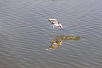A seagull flies over the surface of the pond. A seagull has a fish in its beak.