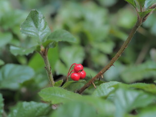 蔓柑子の赤い実