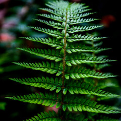 Fern at The Dandenong Mountain, Victoria, Australia