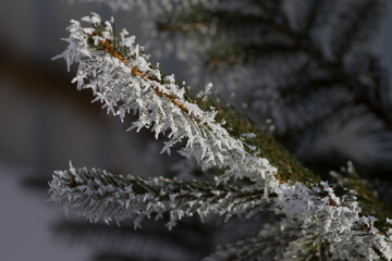 branches of lions in the snow and hoarfrost