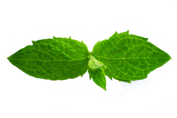 Fresh raw mint leaves isolated on white background