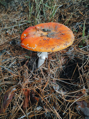 A large red amanita (fly-agaric) with a large cap grew among the dry branches of pine and needles. The concept of dangerous mushrooms, toxicity.