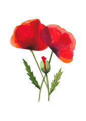 Scarlet poppy flowers poster, watercolor