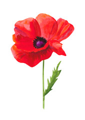 Obraz premium Scarlet poppy flower poster, watercolor