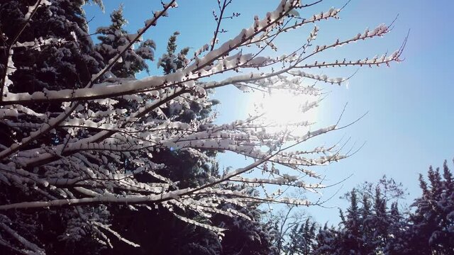 sun through snowy branches of tree in beautiful background on bright sunny day