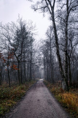 Fototapeta premium Herbstlicher Waldweg in der Ohligser Heide 